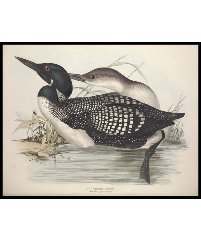 Colymbus Glacialis Poster