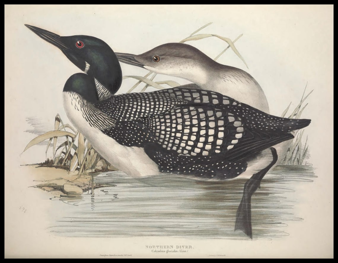 Poster Colymbus Glacialis