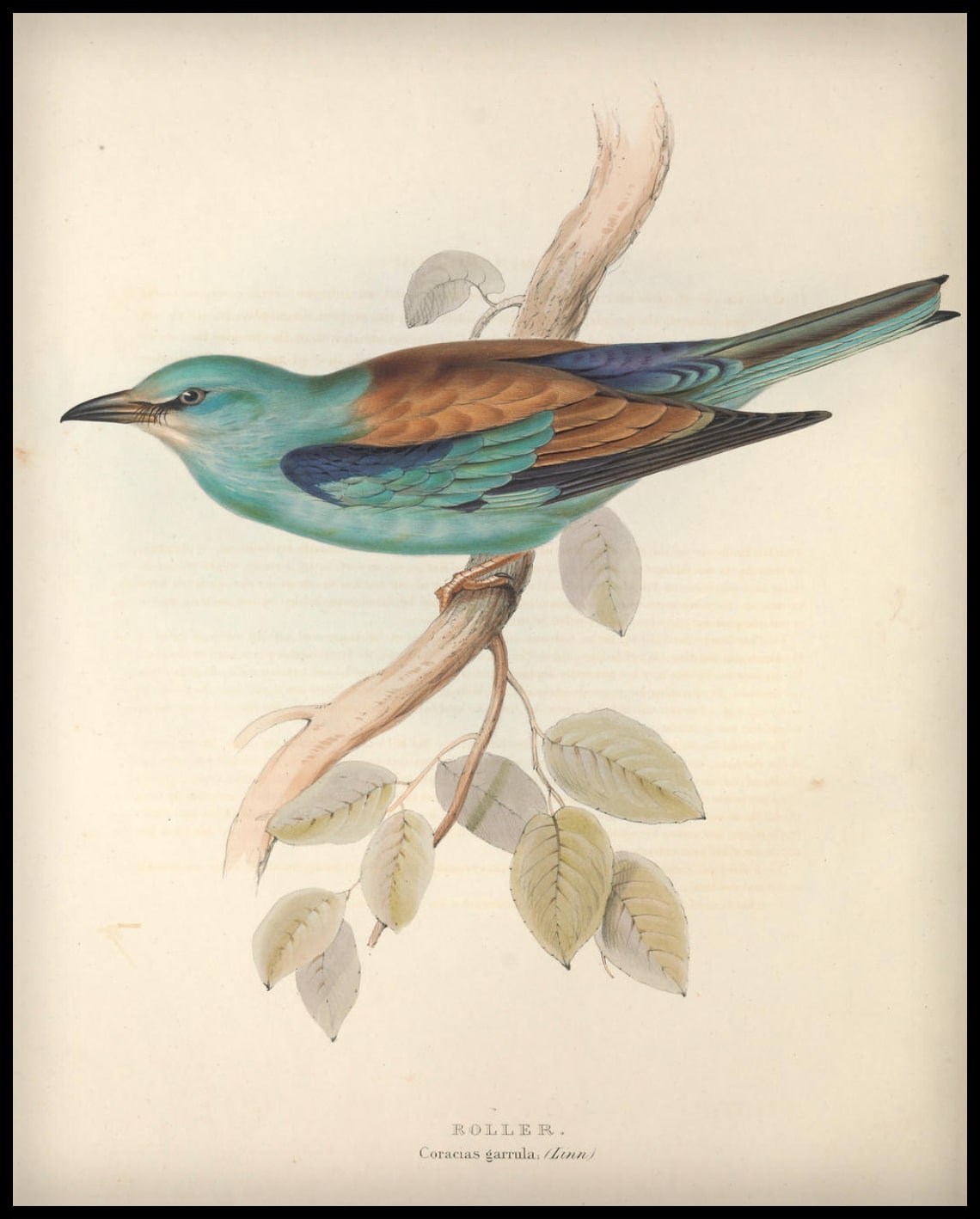 Poster de Coracias Garrula