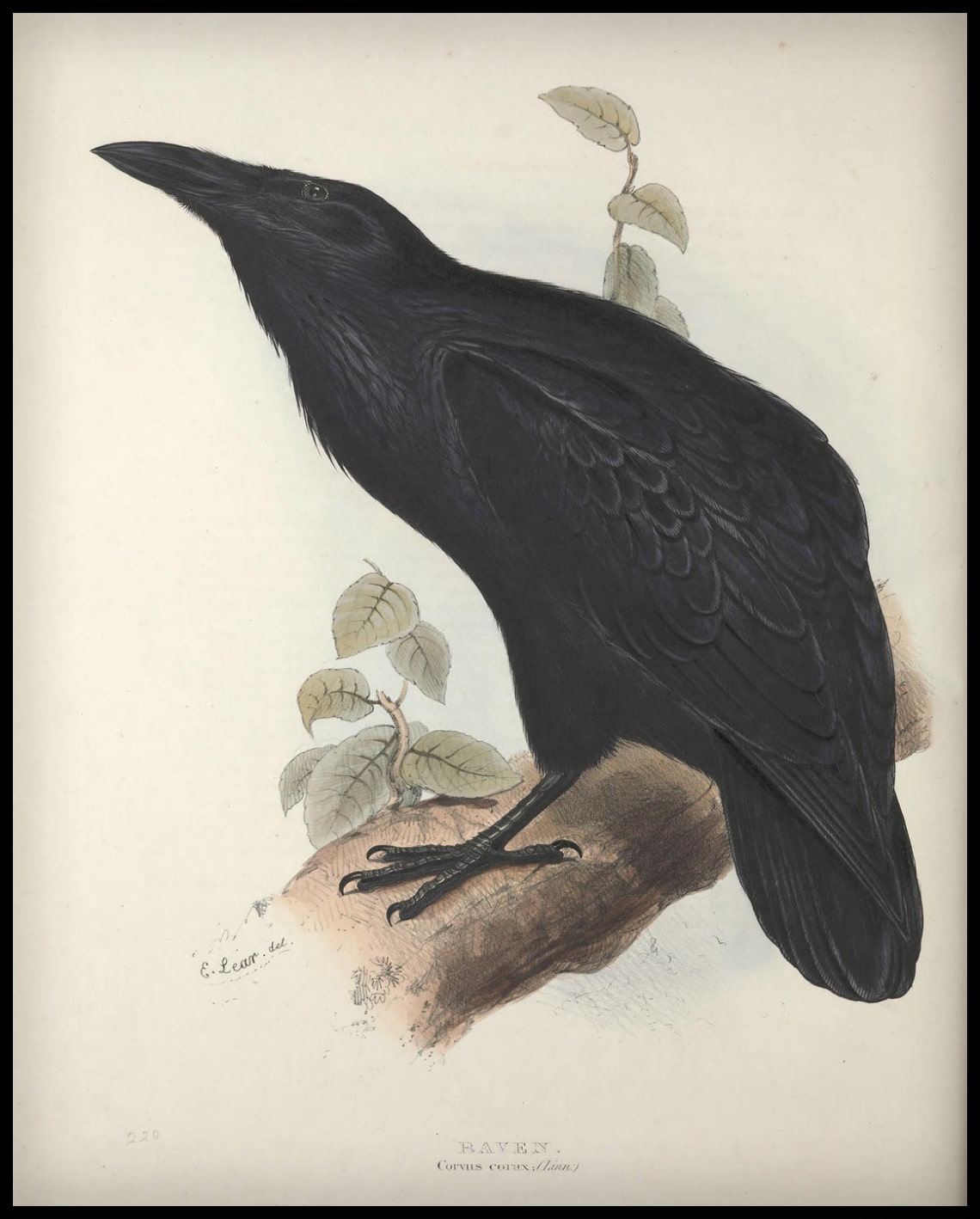 Affiche de Corvus Corax