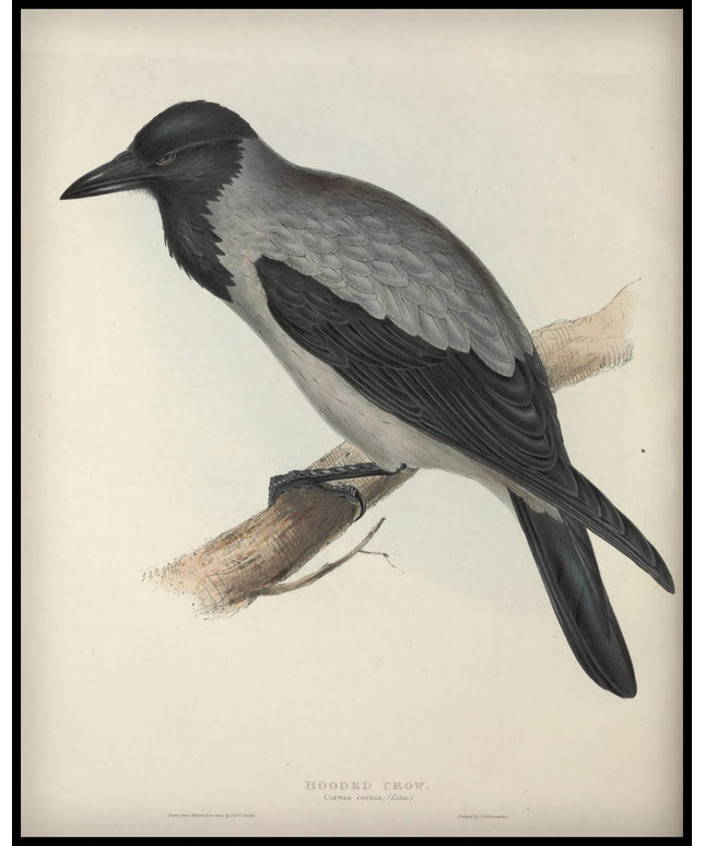 Corvus Cornix Poster
