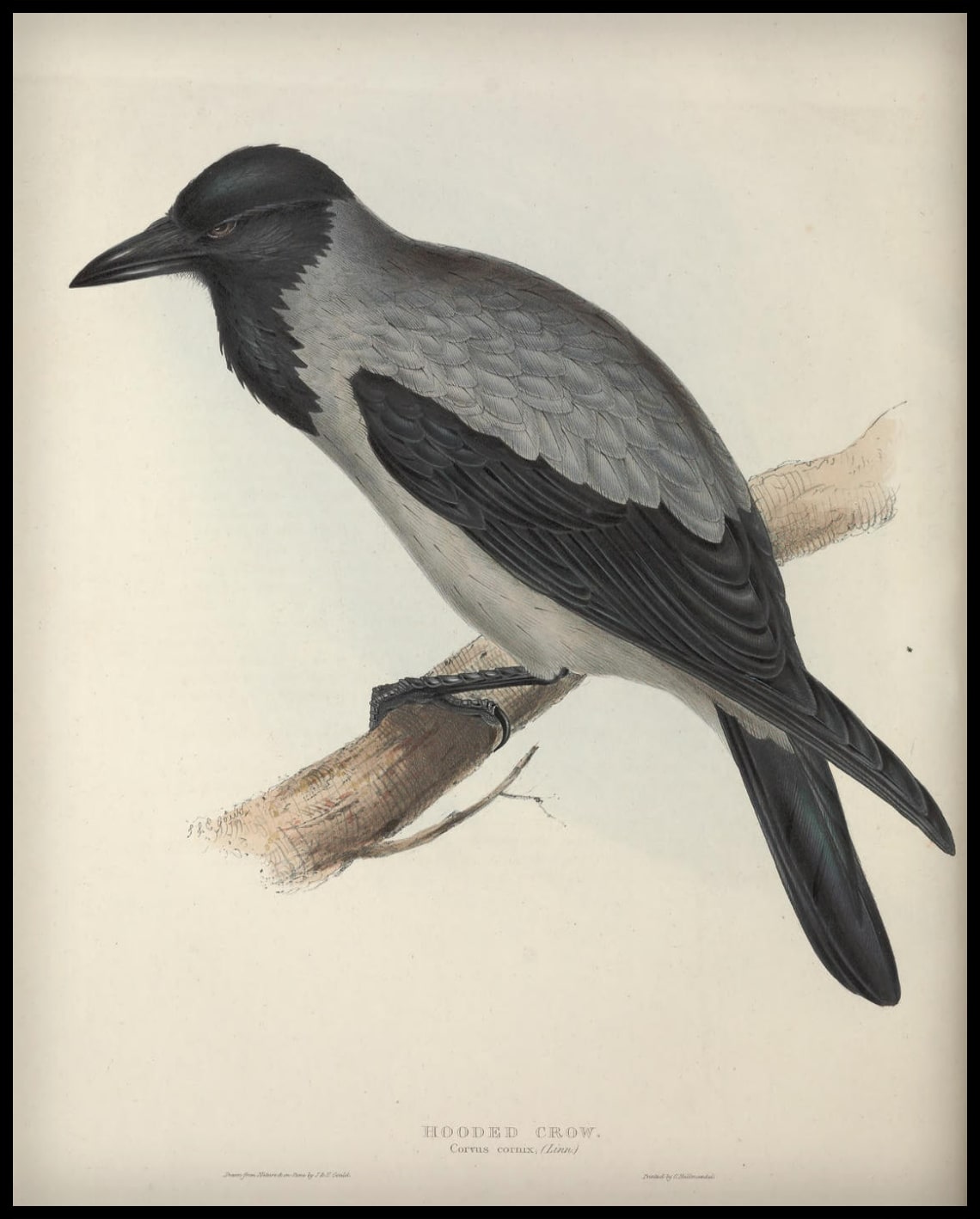 Poster Corvus Cornix