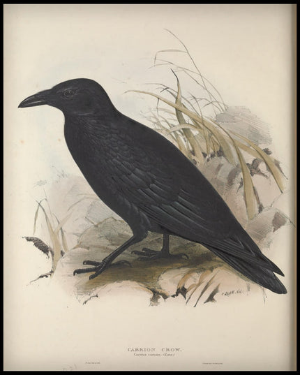 Corvus Corone Poster