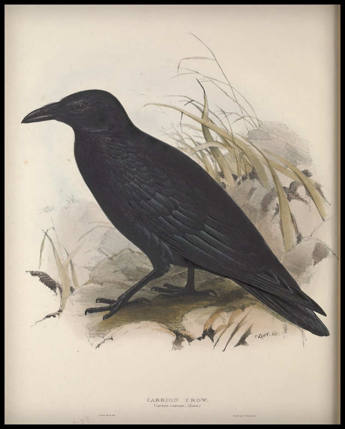 Affiche Corvus Corone