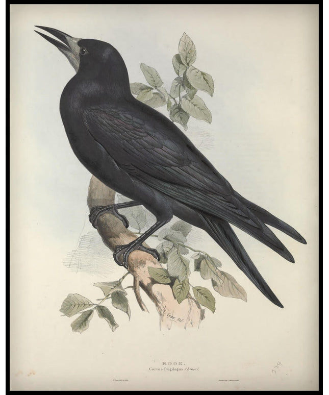 Corvus Frugilegus Poster