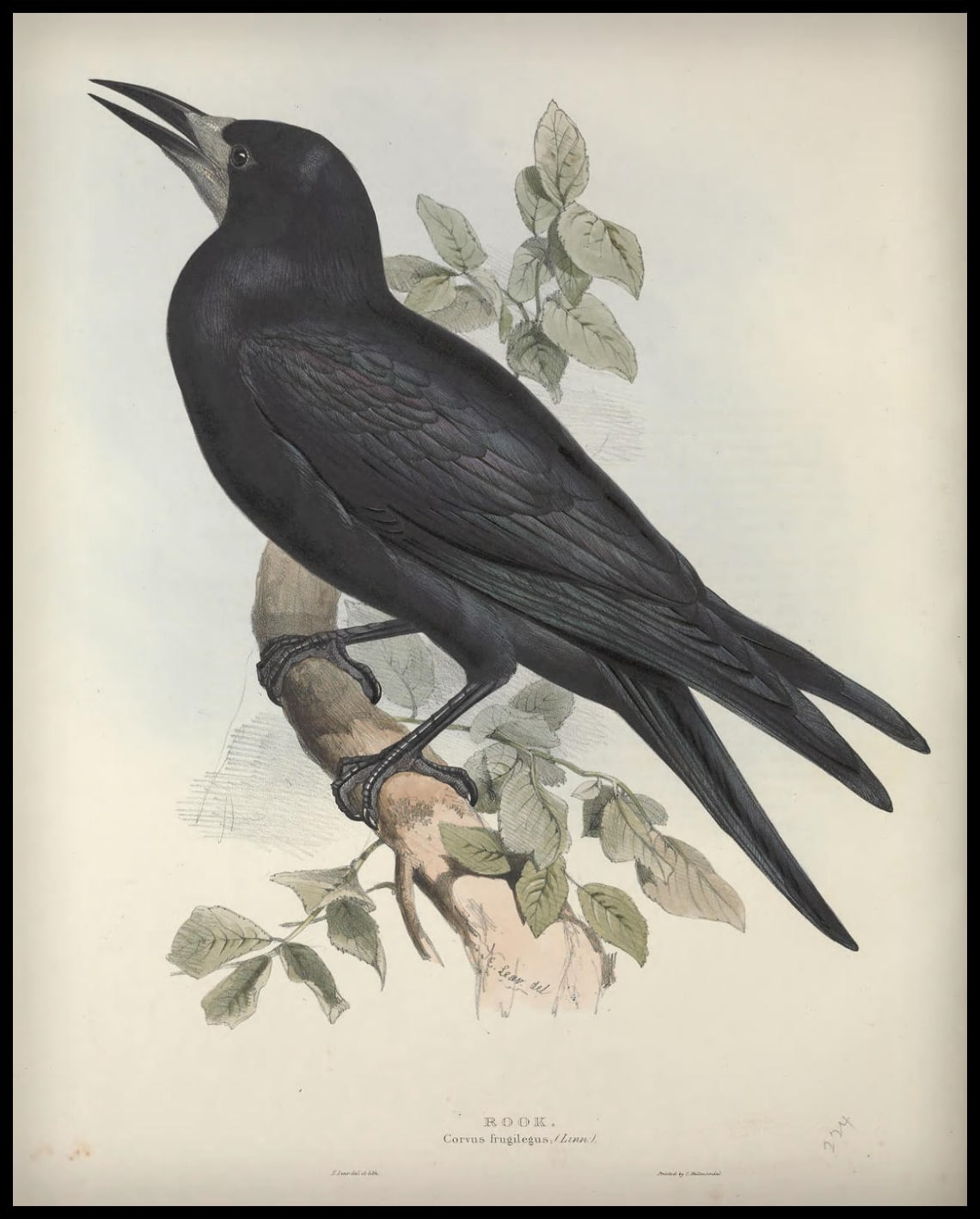 Affiche Corvus Frugilegus