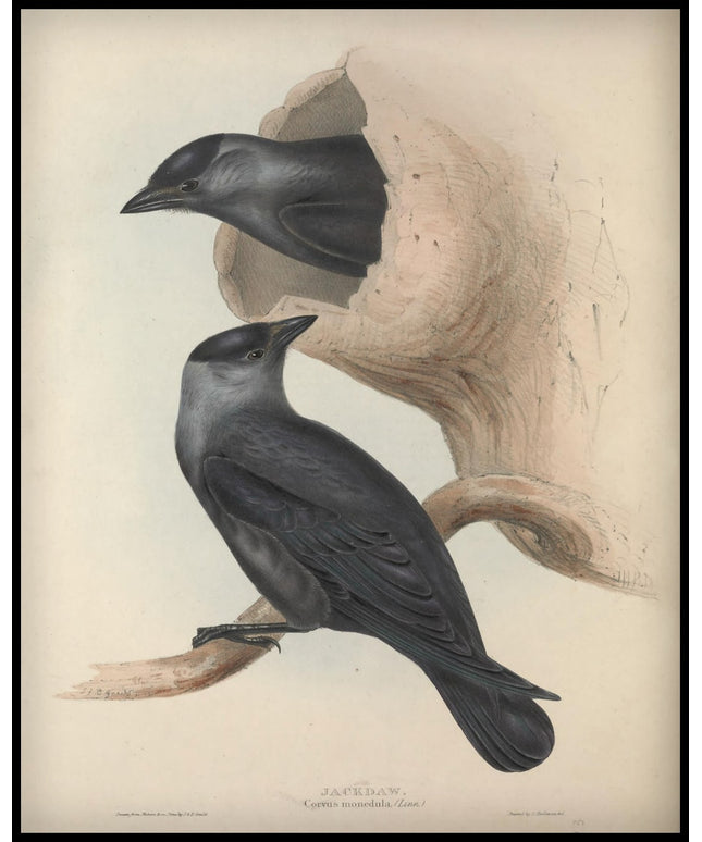 Corvus Monedula Poster