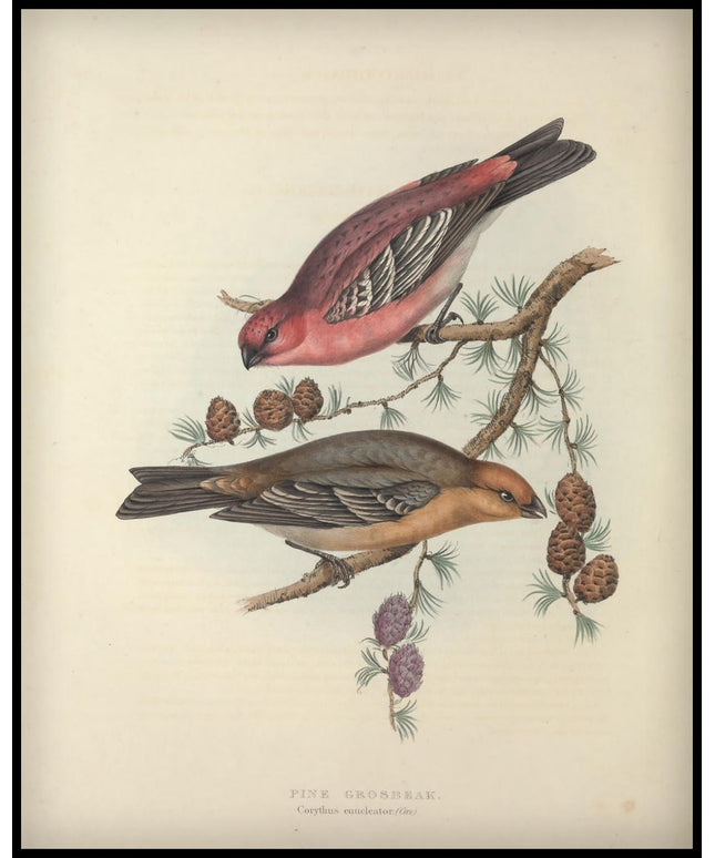 Corythus Enucleator Poster