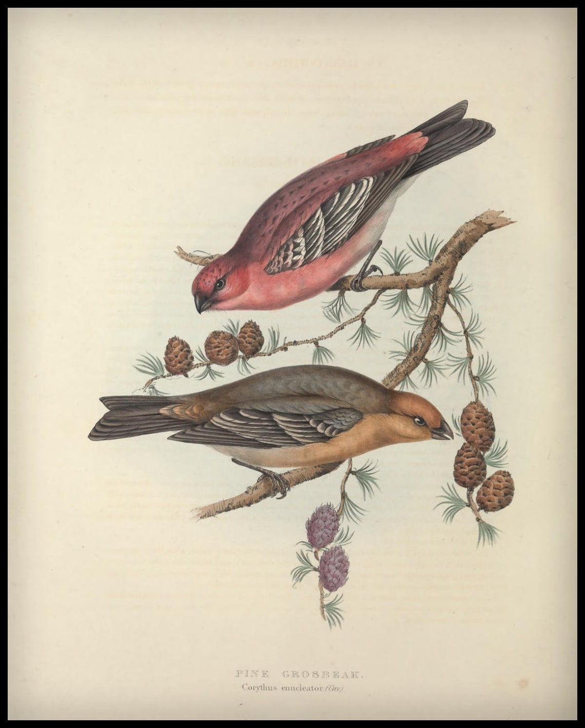 Poster Corythus Enucleator