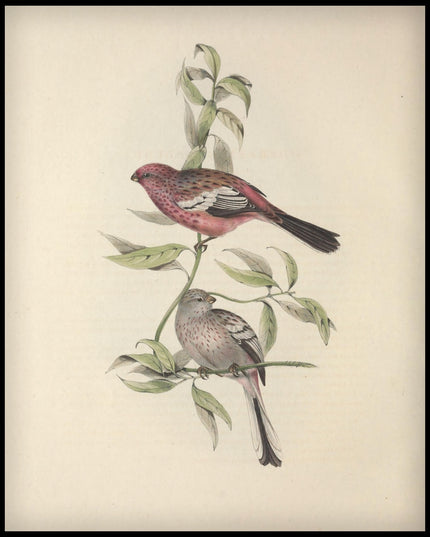 Corythus Longicauda Poster