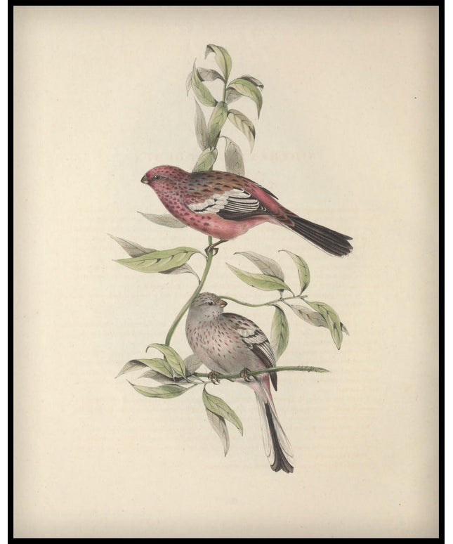 Corythus Longicauda Poster