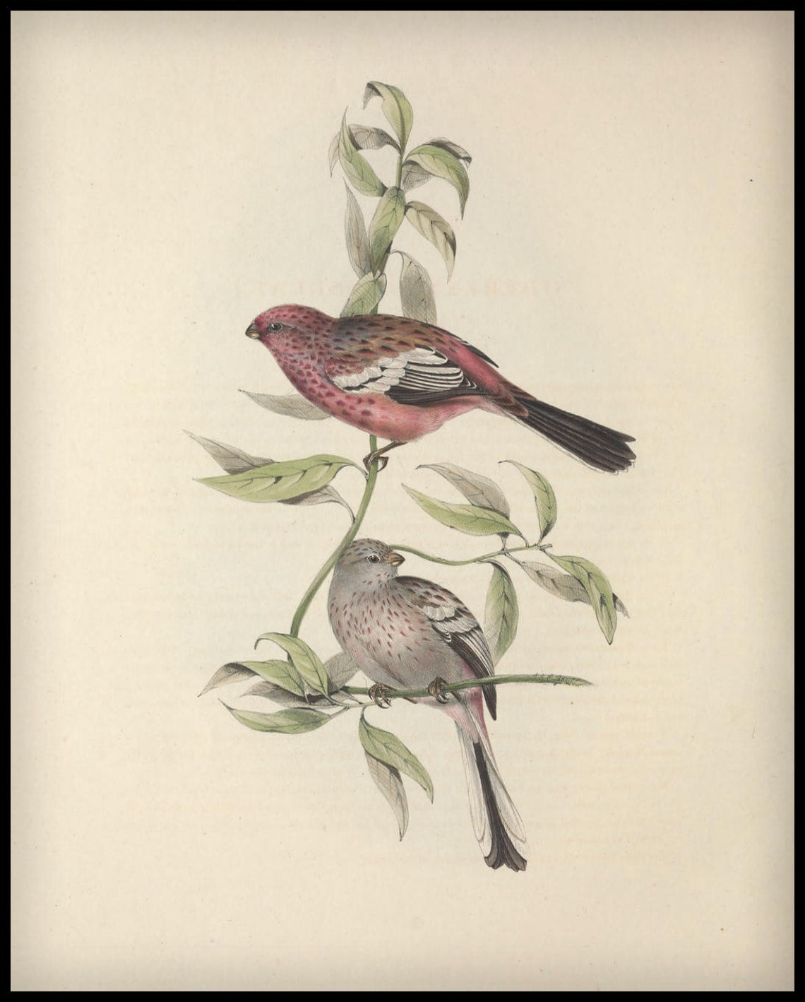 Poster Corythus Longicauda