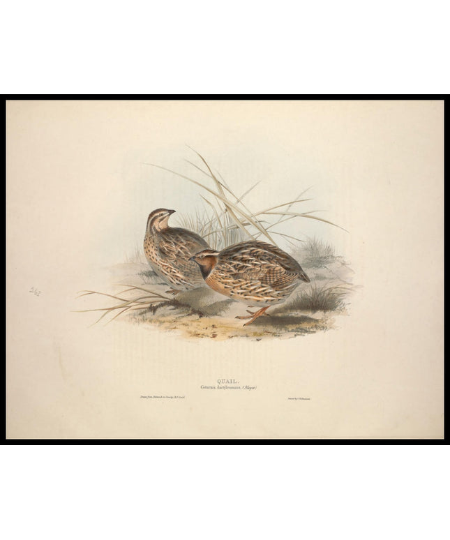 Coturnix Dactylisonans Poster