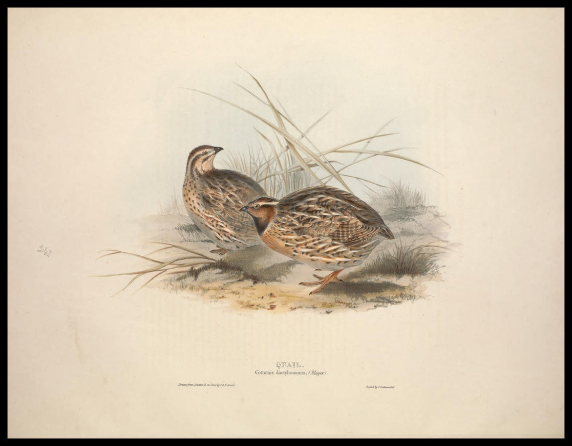 Poster Coturnix Dactylisonans
