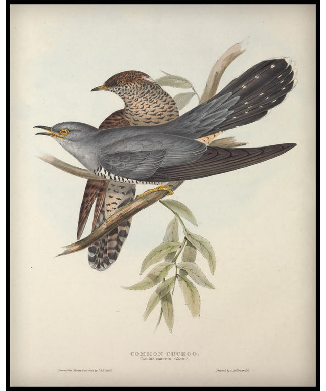 Cuculus Canorus Poster