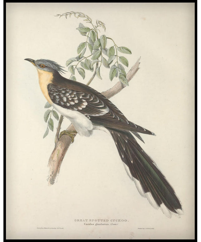 Cuculus Glandarius Poster