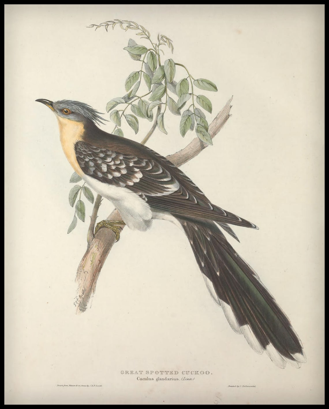 Affiche Cuculus Glandarius