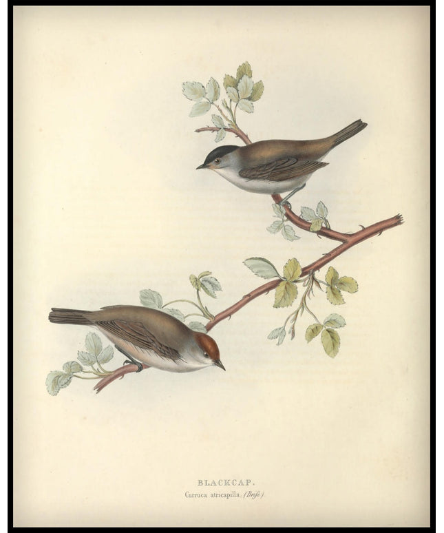 Curruca Atricapilla Poster