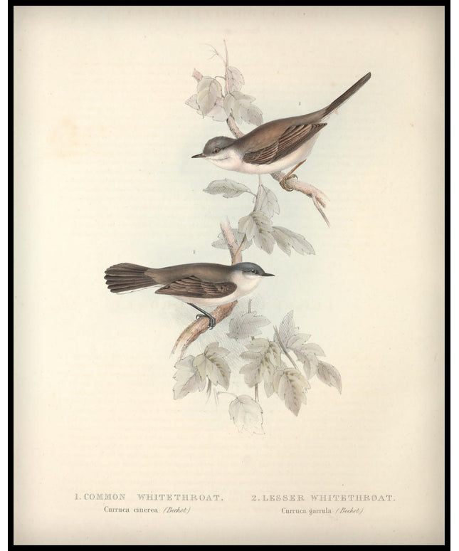 Curruca Cinerea & Garrula Poster