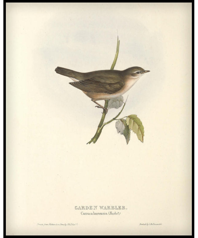 Curruca Hortensis Poster