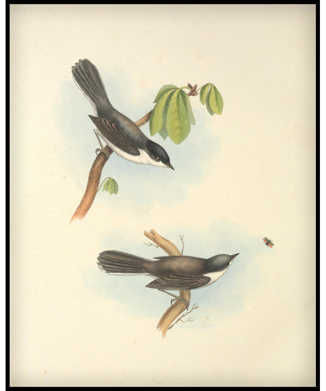 Curruca Melanocephala Poster