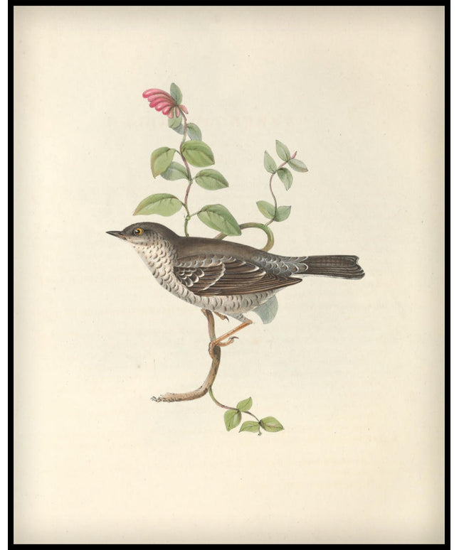 Curruca Nisoria Poster