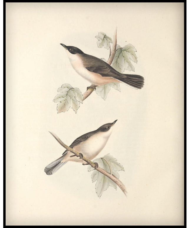 Curruca Orphea Poster