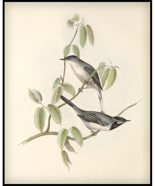 Curruca Rueppellii Poster