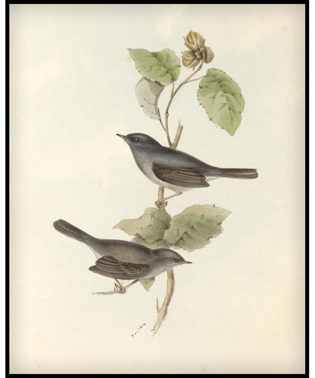 Curruca Sarda Poster