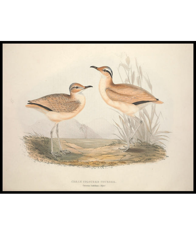 Cursorius Isabellinus Poster