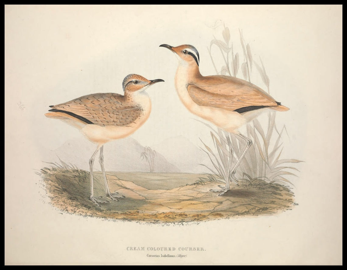 Poster Cursorius Isabellinus