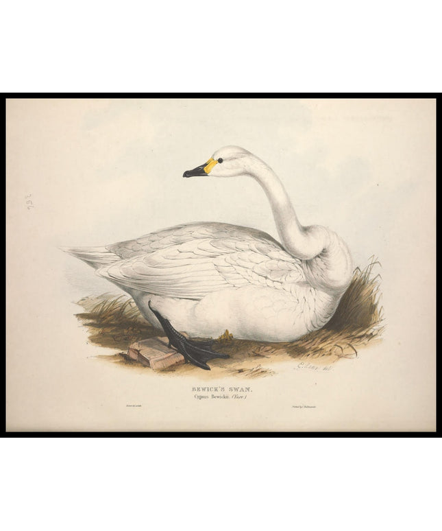 Cygnus Bewickii Poster