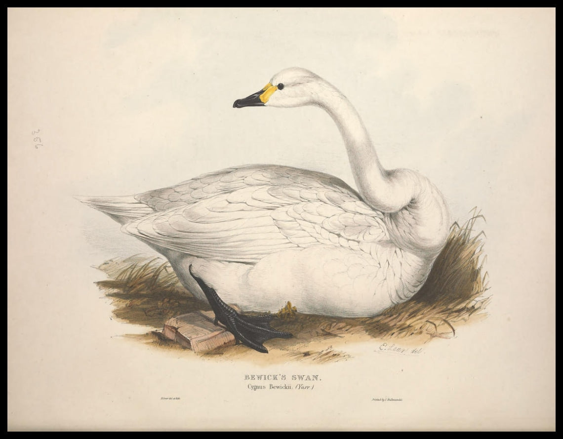 Poster Cygnus Bewickii