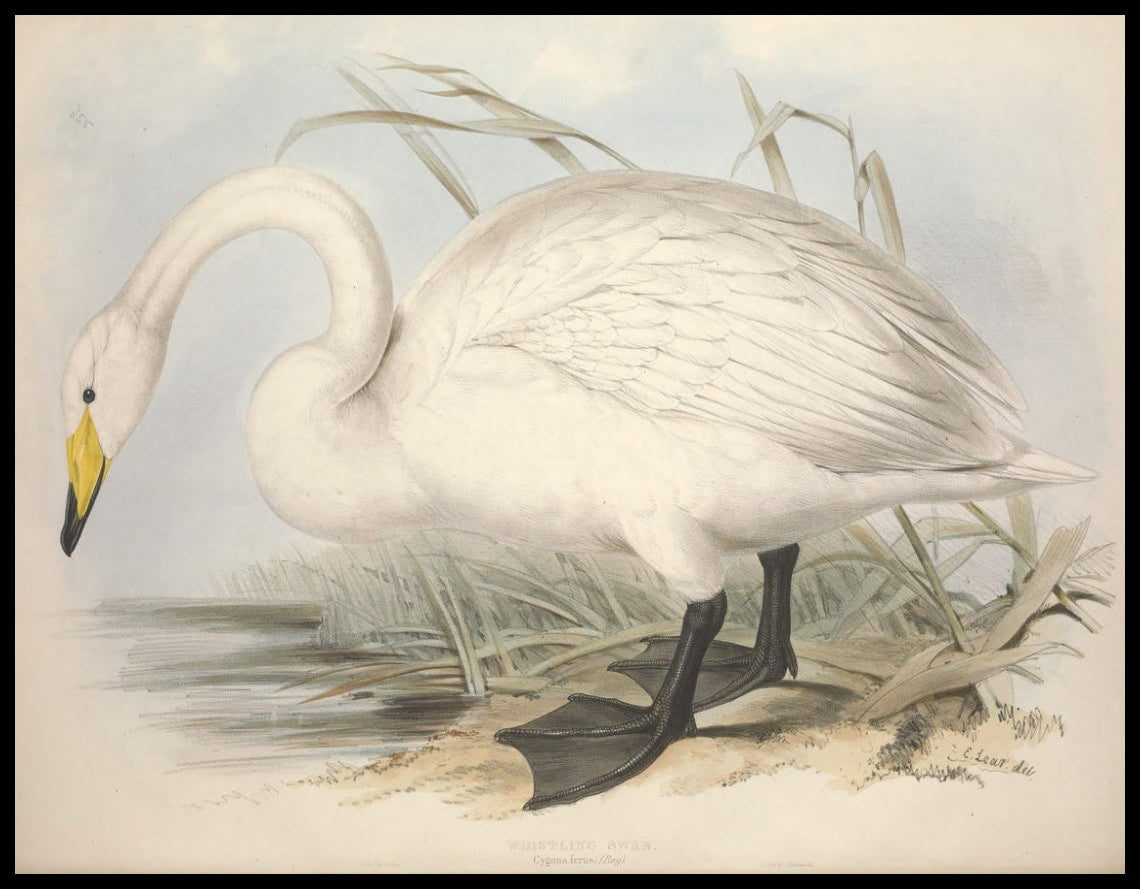 Poster Cygnus Ferus