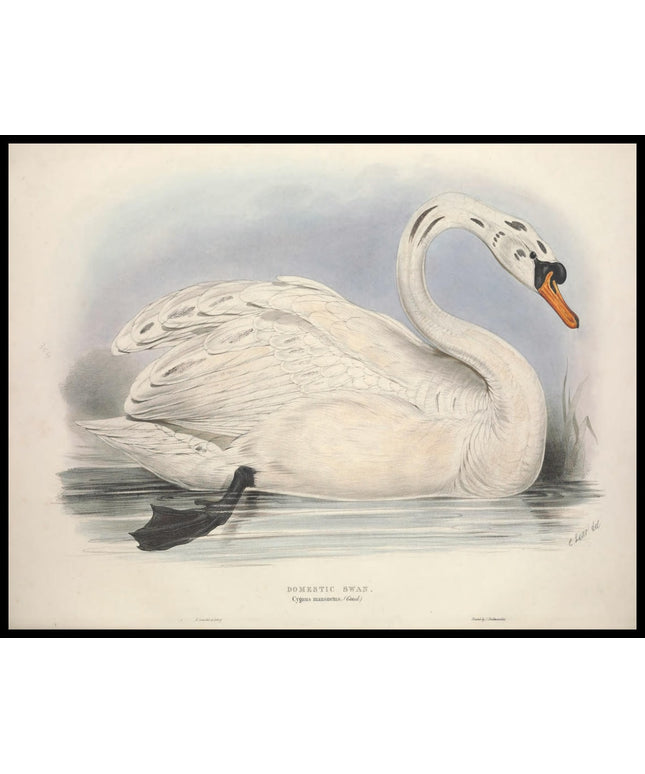 Cygnus Mansuetus Poster