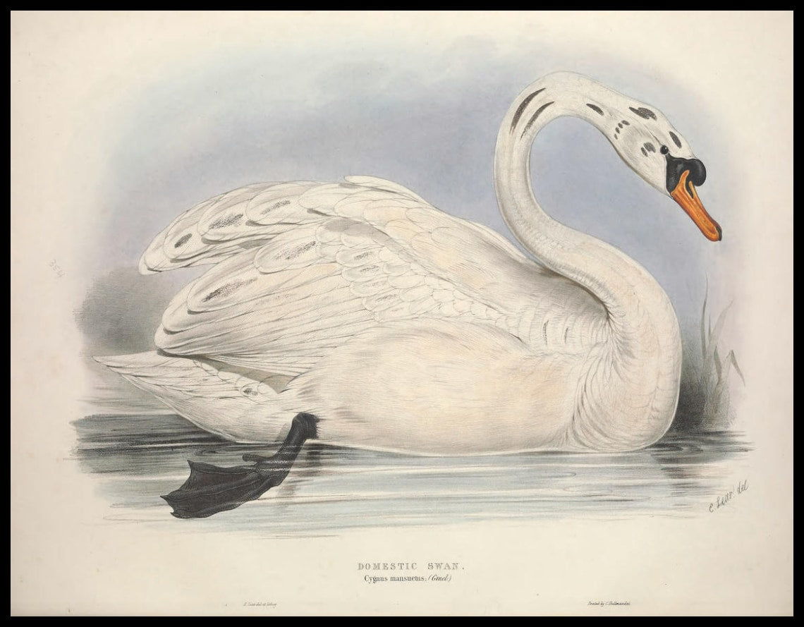 Poster Cygnus Mansuetus