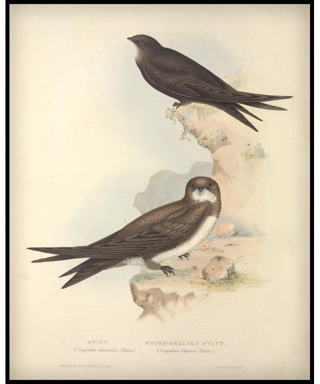 Cypselus Murarius & Alpinus Poster