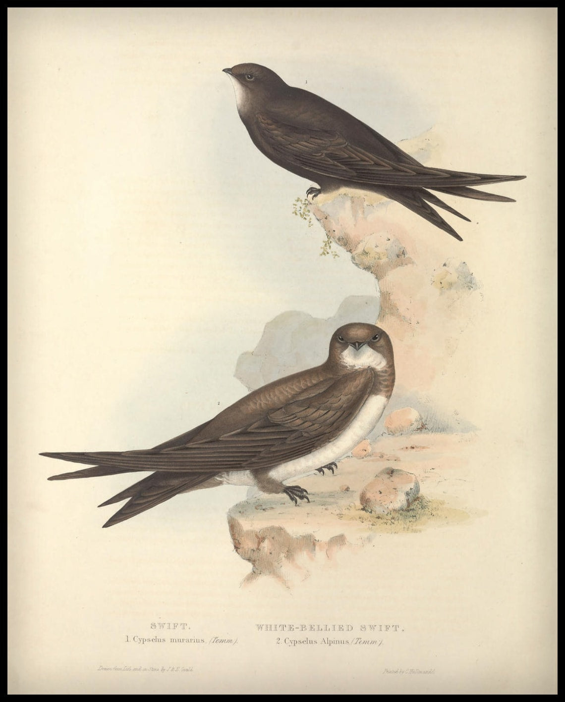 Poster Cypselus Murarius & Alpinus