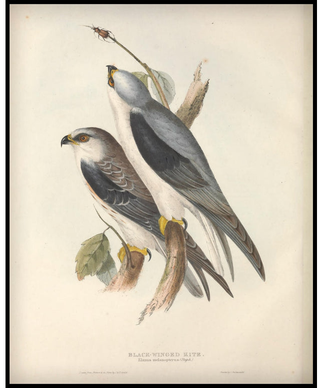 Elanus Melanopterus Poster