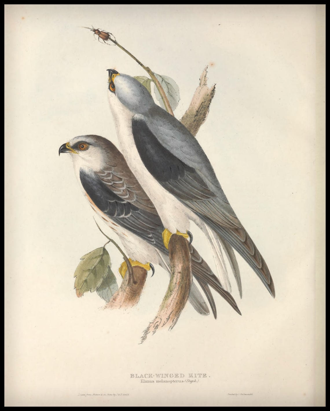 Poster Elanus Melanopterus