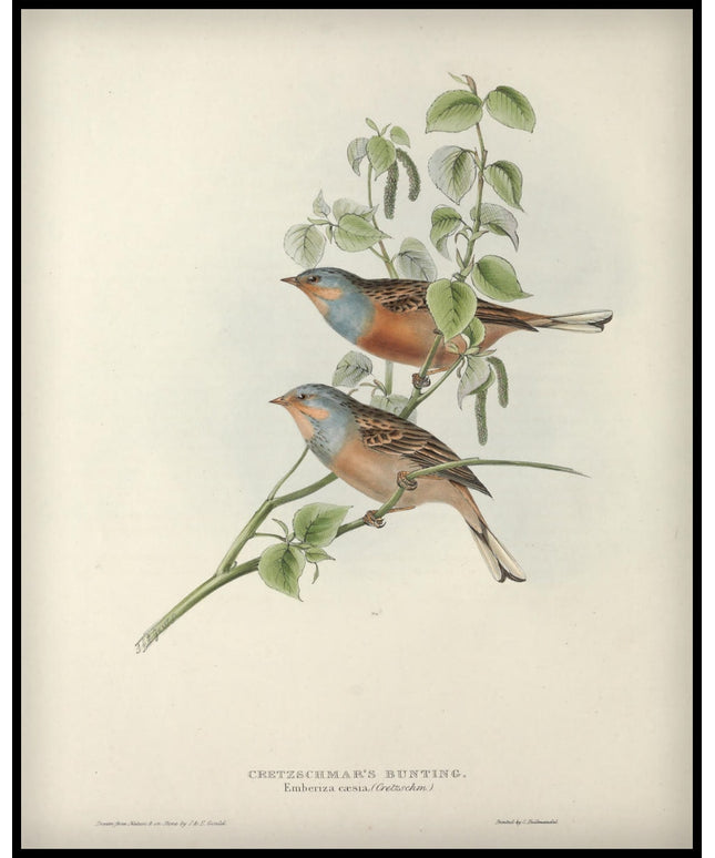 Emberiza Caesia Poster