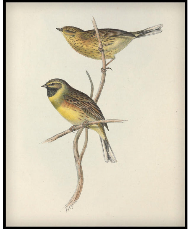 Emberiza Cirlus Poster