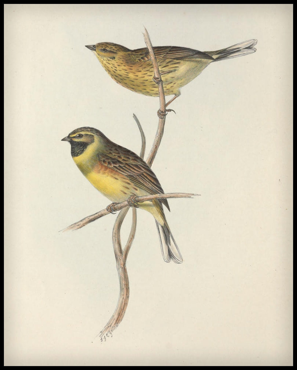 Emberiza Cirlus Affiche