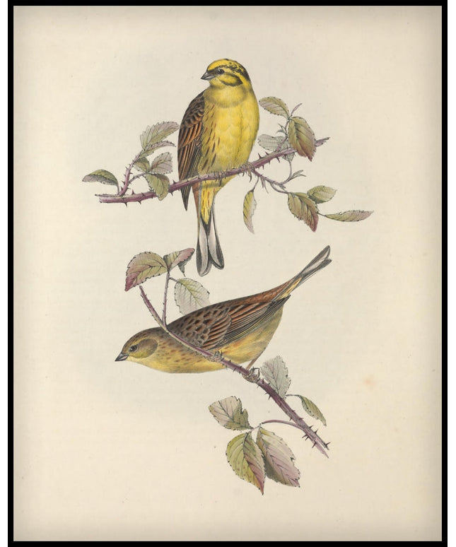 Emberiza Citrinella Poster
