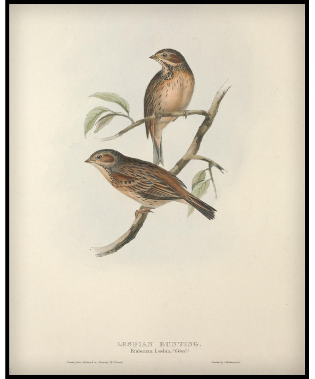 Emberiza Lesbia Poster