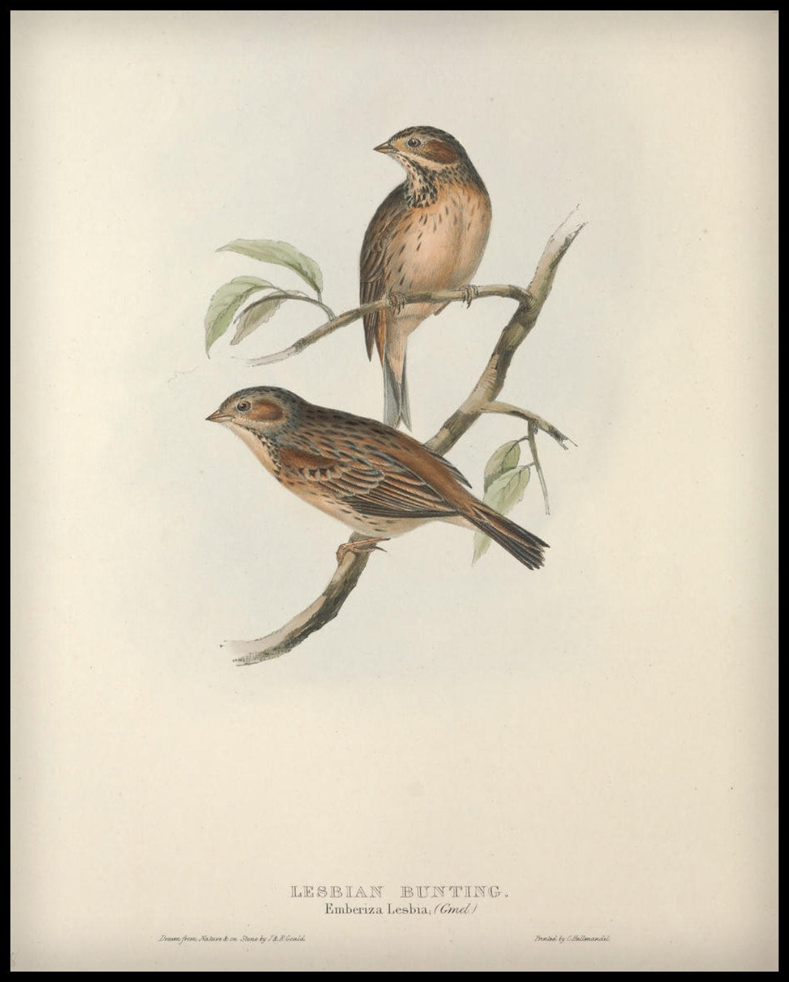 Emberiza Lesbia Poster