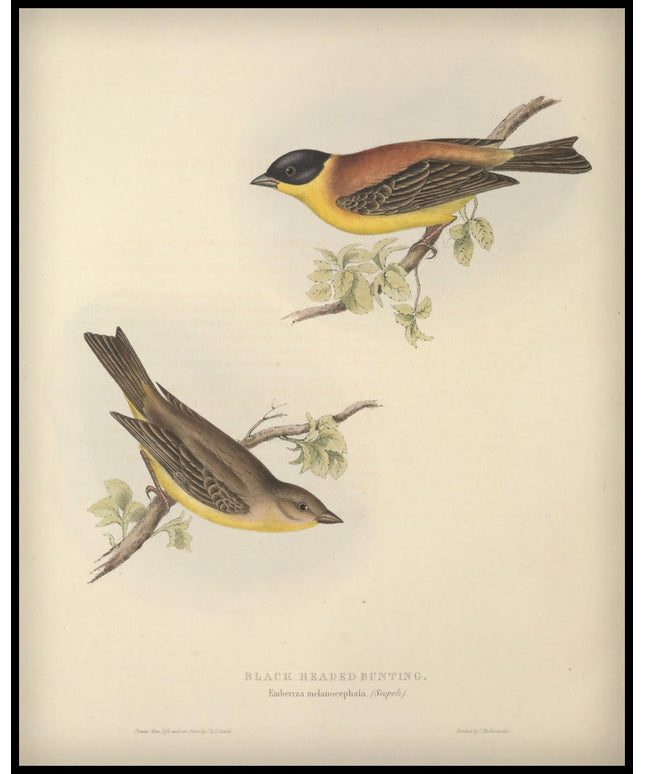 Emberiza Melanocephala Poster