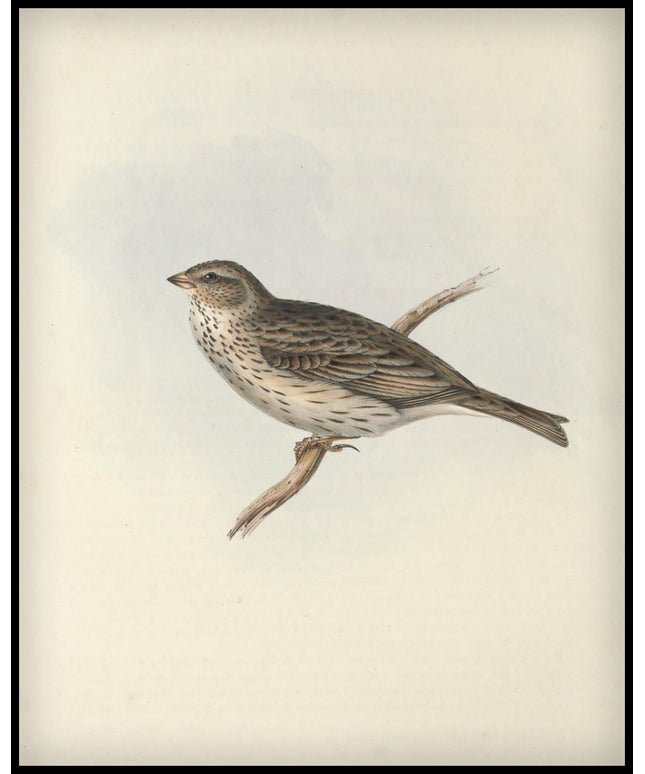 Emberiza Miliaria Poster