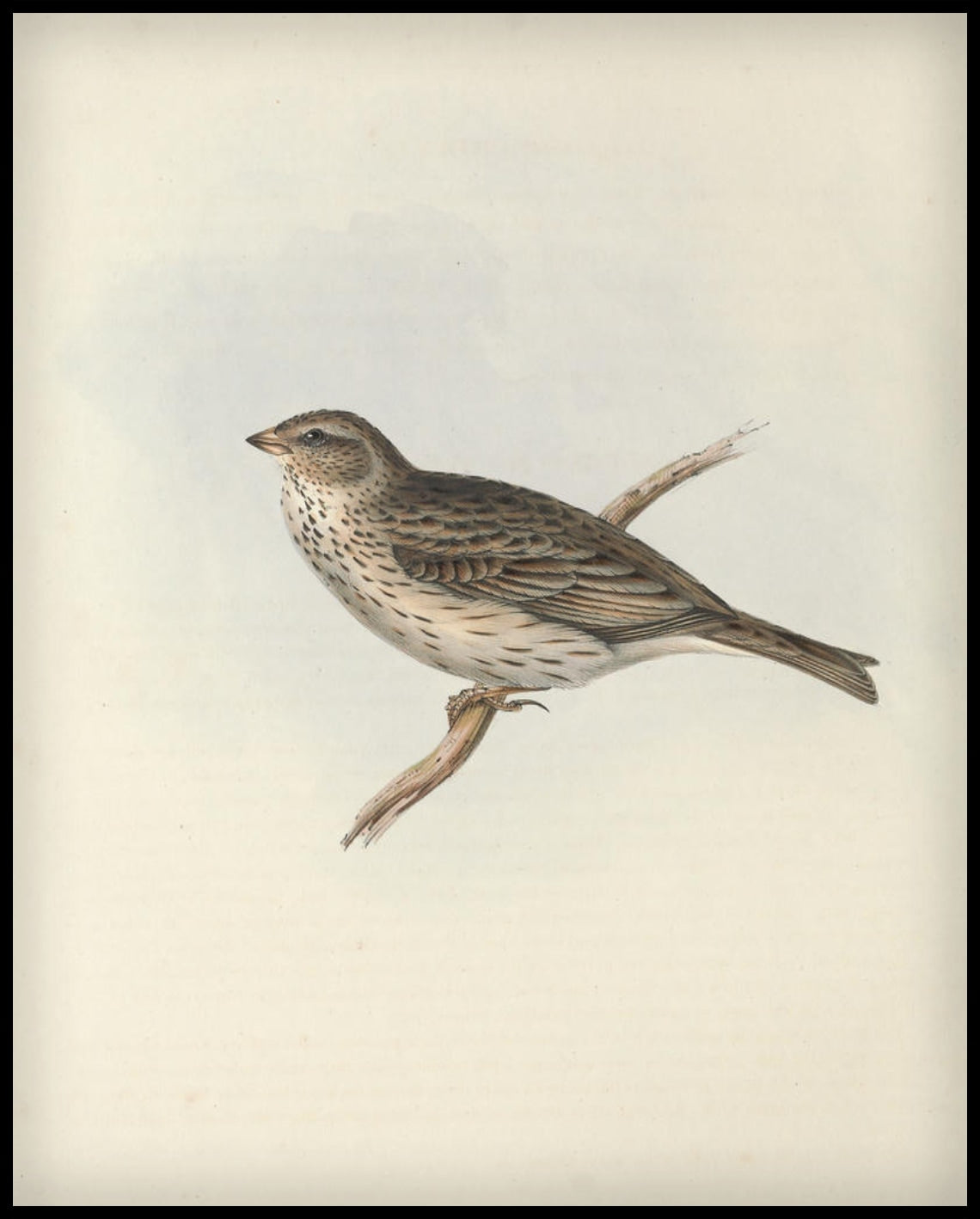 Emberiza Miliaria Poster
