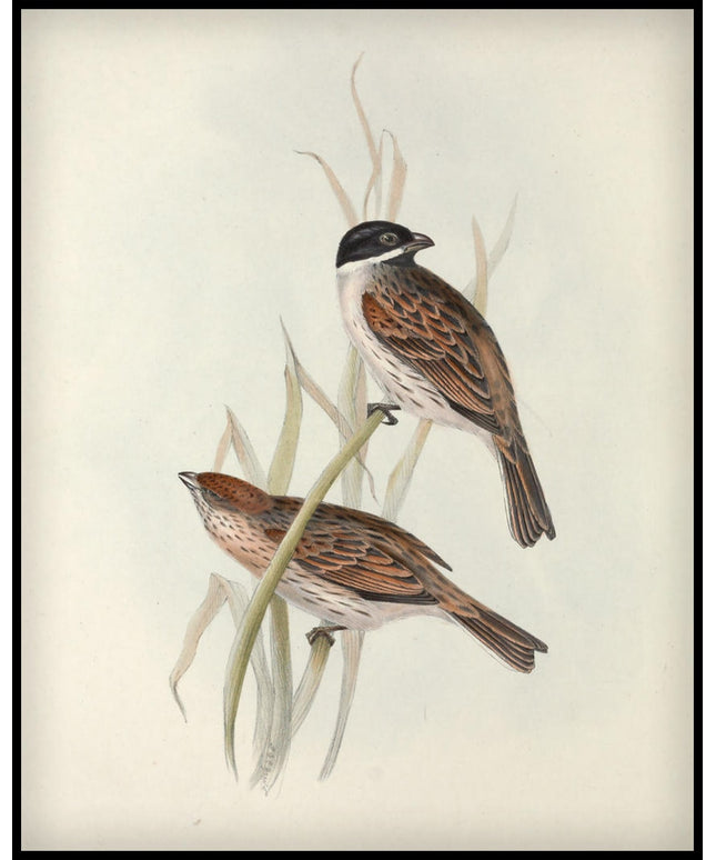Emberiza Palustris Poster